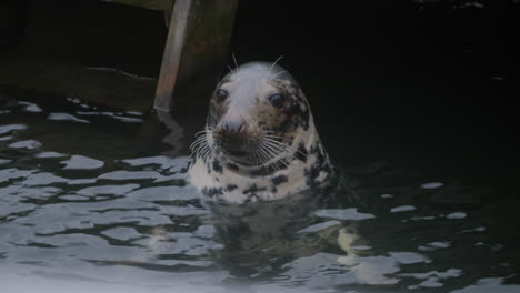 Observe-Cómo-Una-Foca-Común-Respira-Por-La-Nariz,-Sacude-Los-Bigotes-Y-Cierra-Los-Ojos-En-El-Museo-Al-Aire-Libre-Skansen-En-Estocolmo,-Suecia