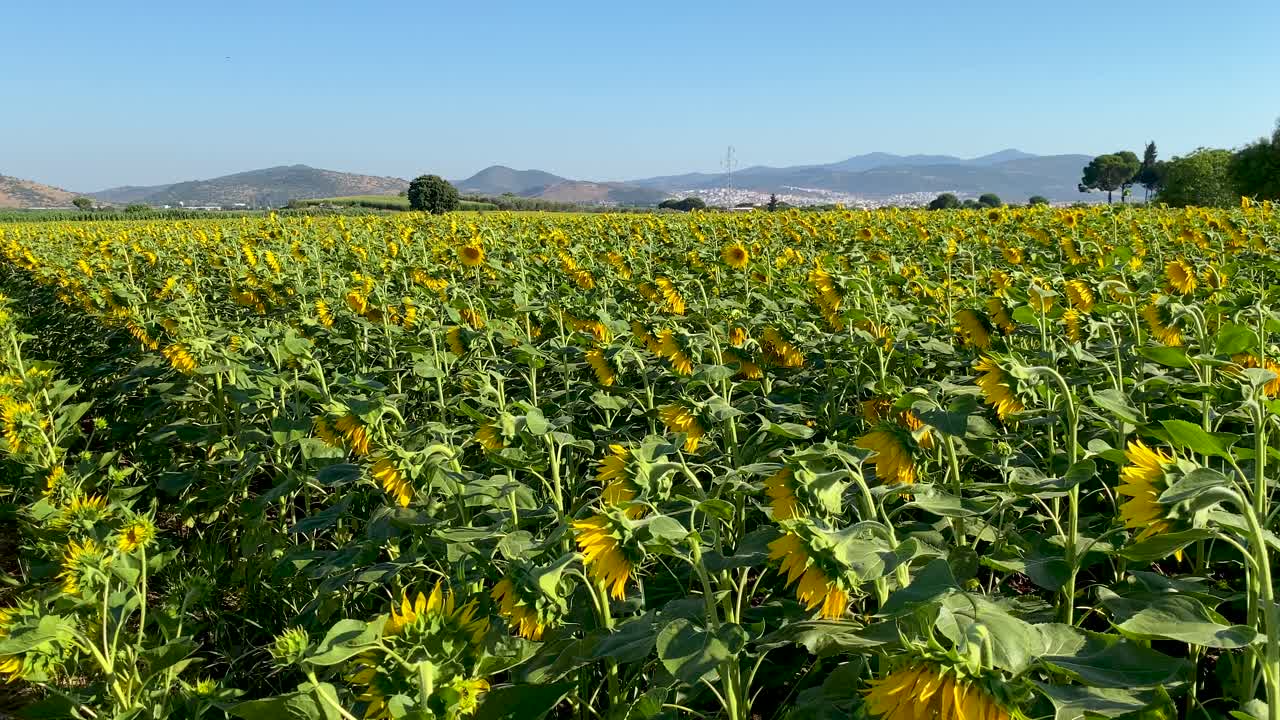 girasoles en flor y un campo
