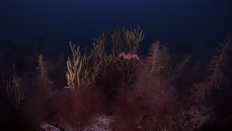 Dragón-De-Mar-Frondoso-Con-Huevos-4k-Cámara-Lenta-Sur-De-Australia