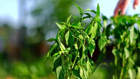 a woman picking peppers from plants