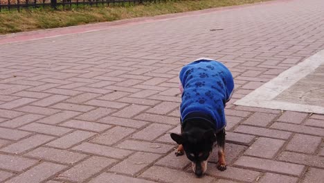 slow motion shot at mini pinscher miniature dog jumps with sweater at urban park