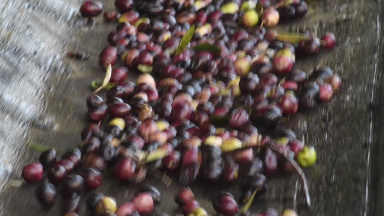 aceitunas recién cosechadas transportadas en un transportador industrial