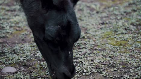 cabeza de caballo negro mordisqueando hierba en el campo