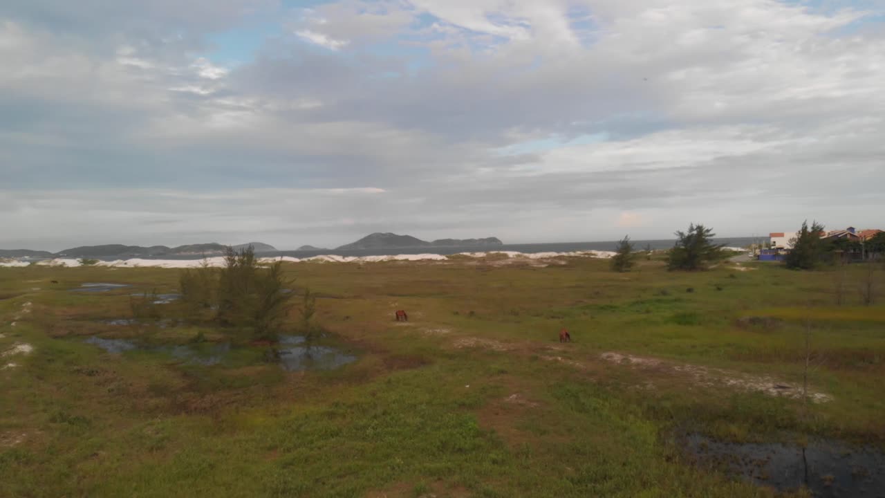 caballos en un campo con tiro aéreo de drones