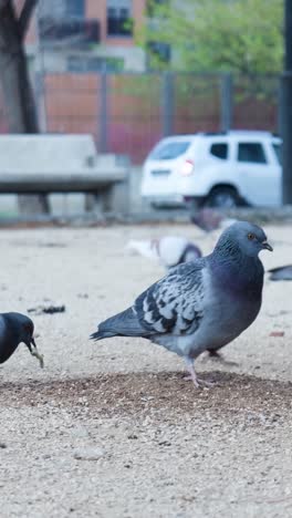 palomas en un parque