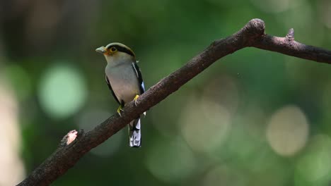 perching on a branch, the silver-breasted broadbill serilophus lunatus has food in its mouth