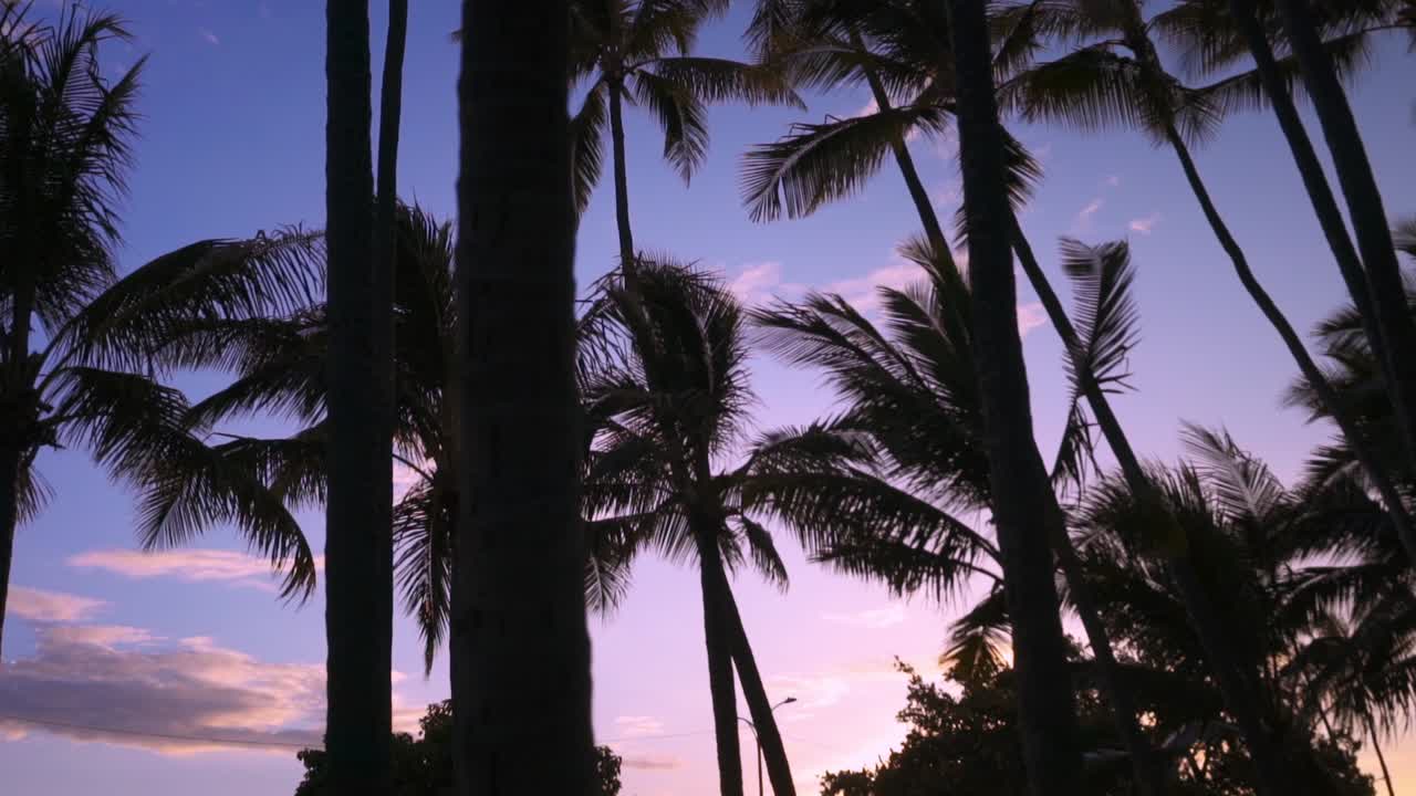This is a shot of some palm trees at Sunset in Oahu, Honolulu