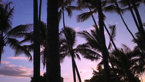 this is a shot of some palm trees at sunset in oahu, honolulu