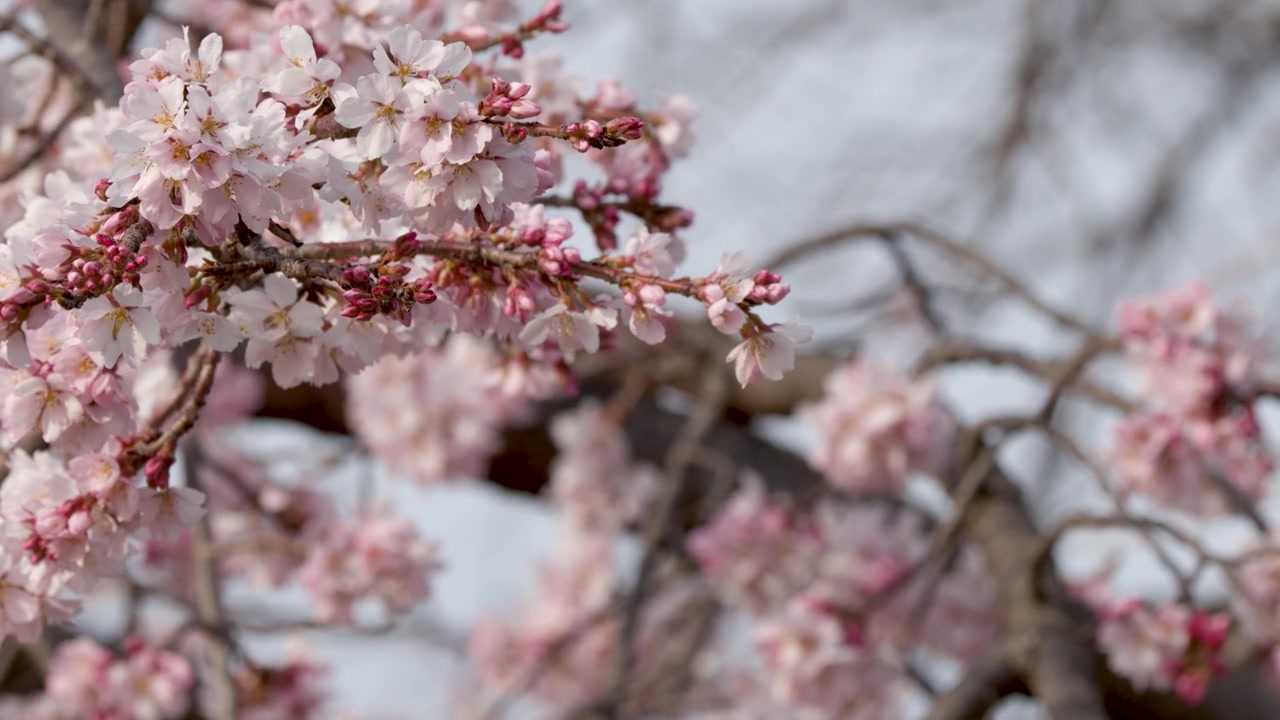 Primo piano di fiori di sakura in fiore sui rami degli alberi contro un cielo tenue e illuminato dal sole.