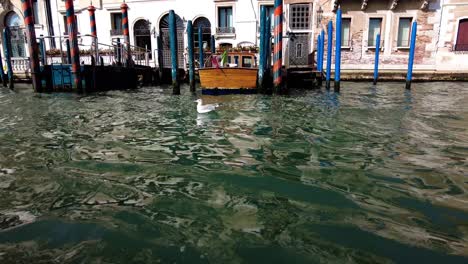 duck floating on grand canal wavy water in venice, italy