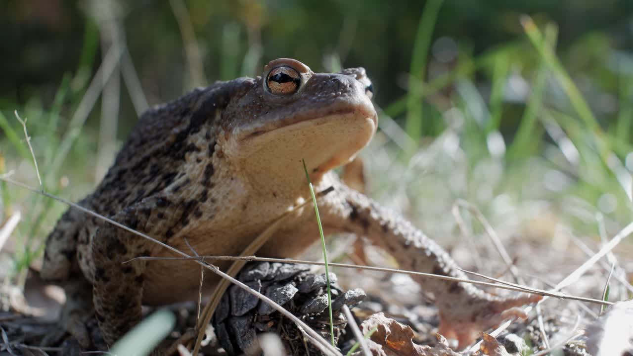 Big toad sits still in grass, low angle, close up
