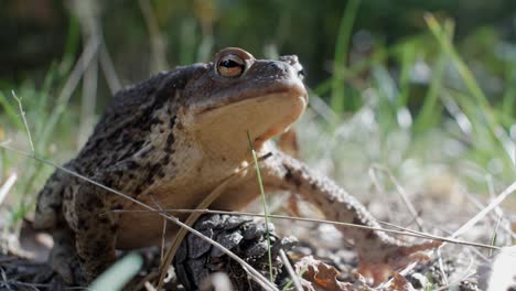 big toad sits still in grass, low angle, close up