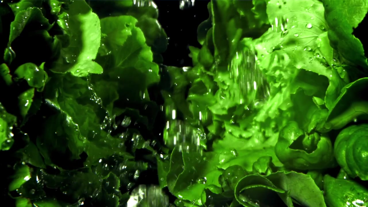 Gotas de Água Caindo sobre Folhas de Alface Verde Frescas