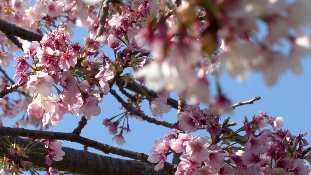 Tokyo'da berrak mavi bir gökyüzüne karşı nazikçe sallanan açan sakura dallarının yakın çekimi.