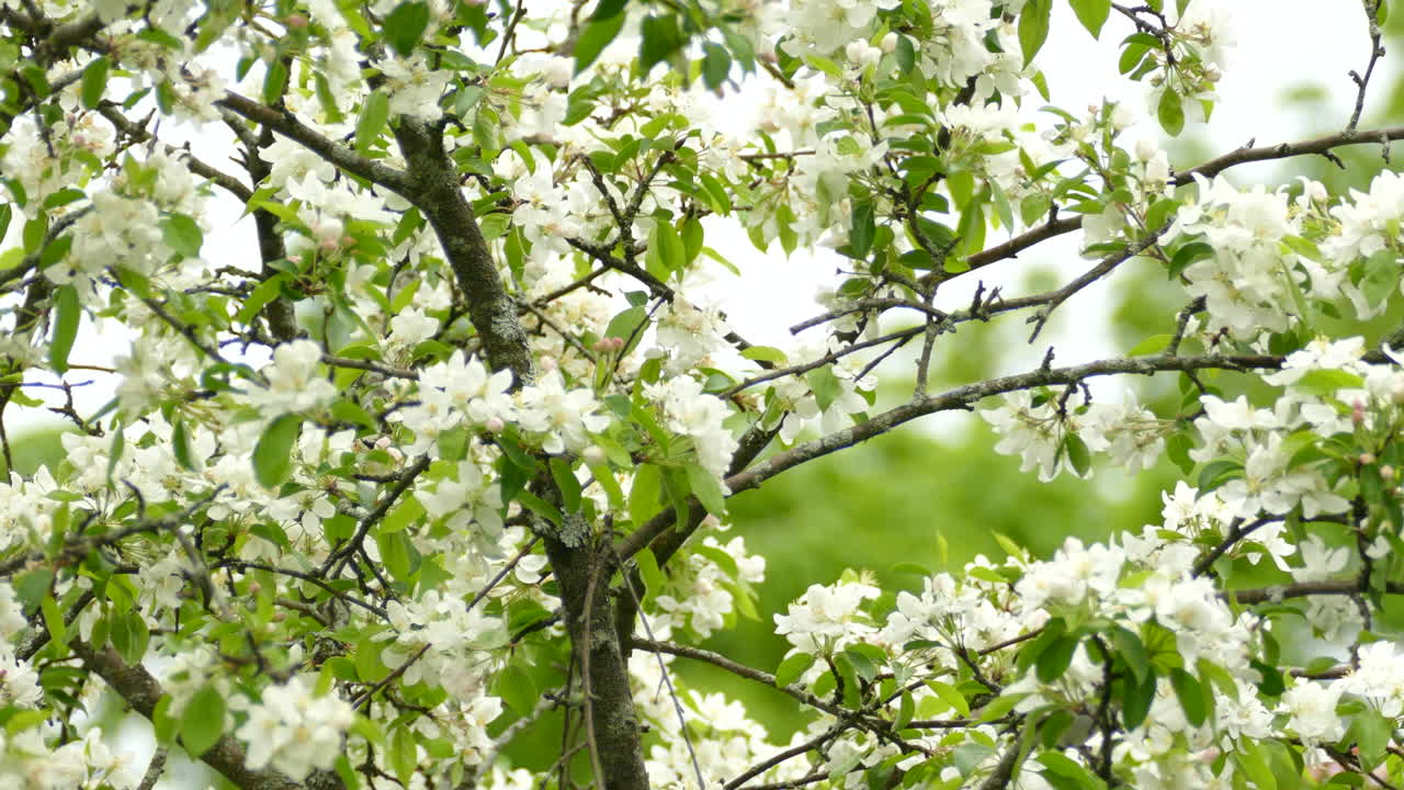 curruca de tennessee en un árbol con hermosas flores blancas en flor