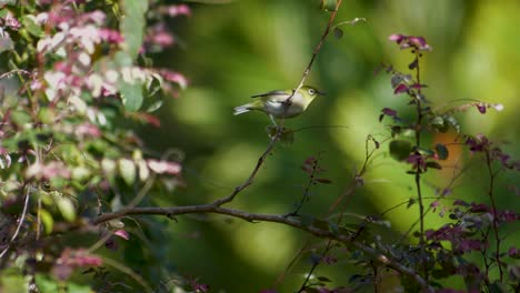 Pequeño-Pájaro-Verde-Y-Blanco-Vuela-A-Lo-Lejos-Con-Una-Hermosa-Profundidad-De-Campo