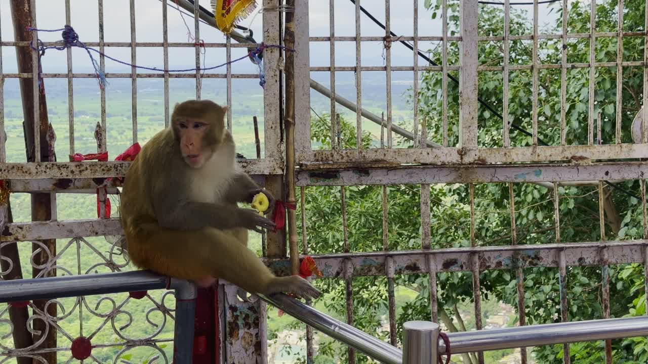 Wide static shot of a monkey holding fruit while perched on a rusty temple railing, with greenery and valley visible in the background