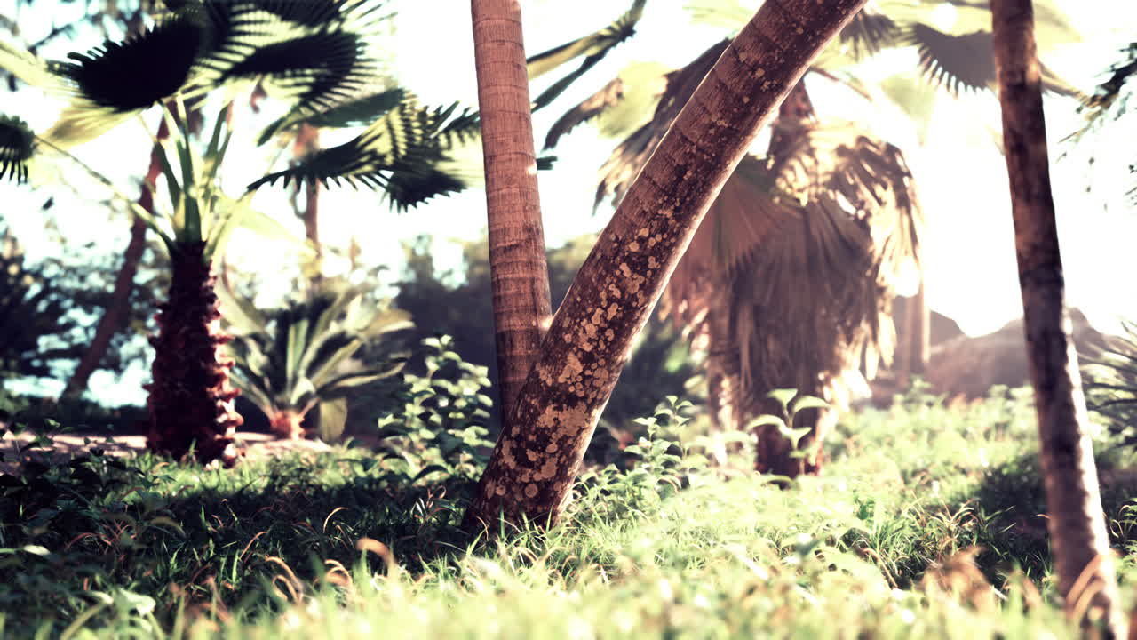 un paraíso tropical: palmeras iluminadas por el sol y exuberante vegetación