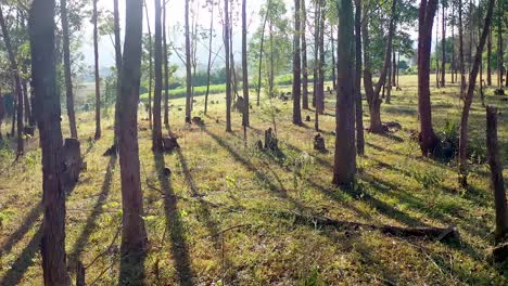 rural landscape