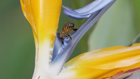 closeup: honeybee pollinating a strelitzia flower