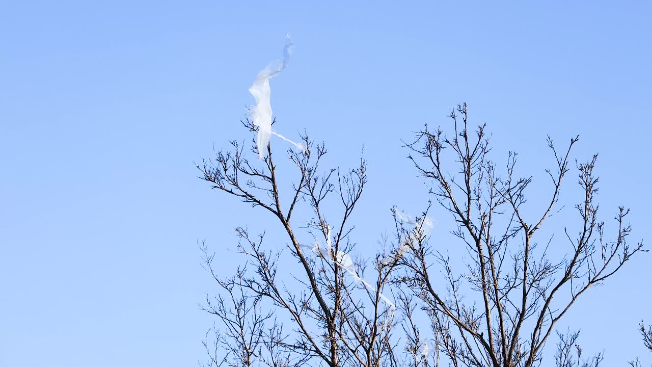 A cockatoo gracefully takes flight from a tree branch against a clear blue sky in Bellarine, Victoria