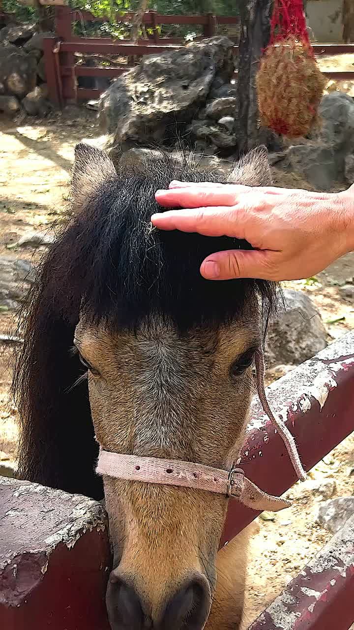동물원 에서 말 을 만지는 사람
