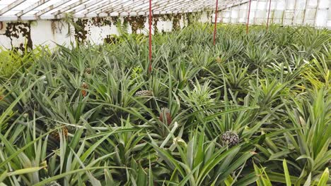 green pineapple plantation with fresh and yellow fruits in greenhouse