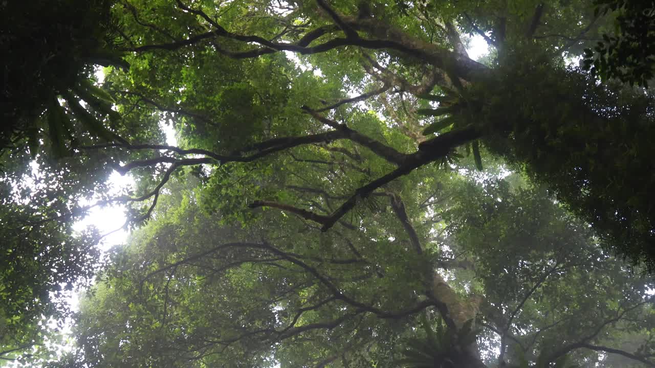 Time-lapse of light through foggy forest canopy