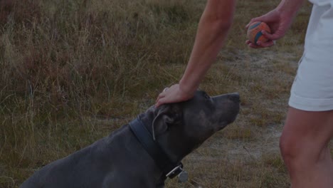 Sitting-dok-in-grass-field-being-pet-on-head-by-woman-holding-a-play-ball