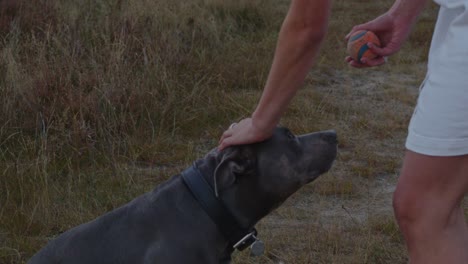 dok sentado en el campo de hierba siendo mascota en la cabeza por una mujer sosteniendo una pelota de juego