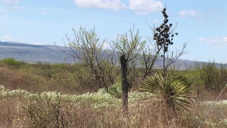 Mediumshot-Of-A-Fence-Post-In-The-Desert