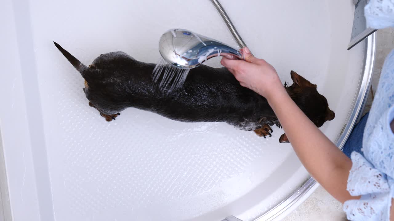 욕조 에서 작은 개 를 고 있는 여자