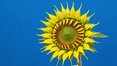blooming sunflower against blue background