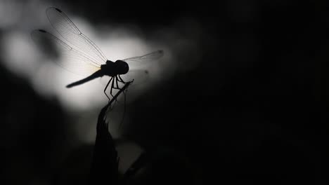 silhouette of dragonfly flying and sitting on grass streak