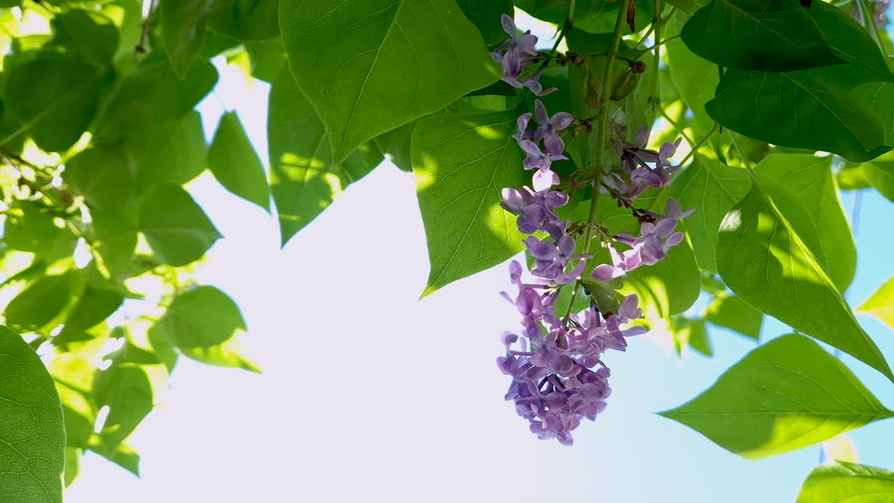 Close-up of Lilac Flowers in Bloom