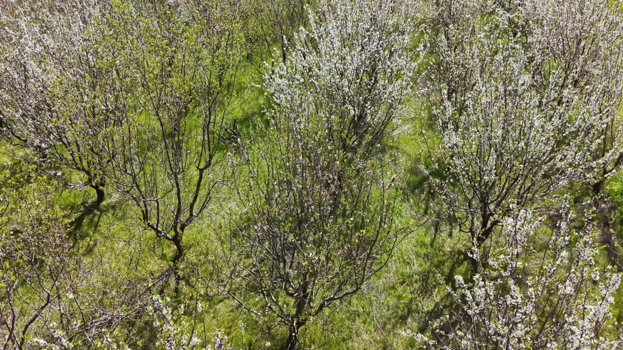 Alberi in fiore crescono in un campo verde in primavera con la luce del sole che splende e ombre sul terreno