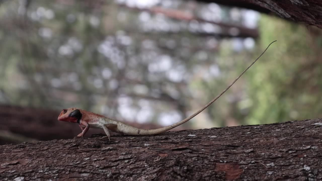 агамы , маленькая долгохвостая ящерица , лежащая на дереве .