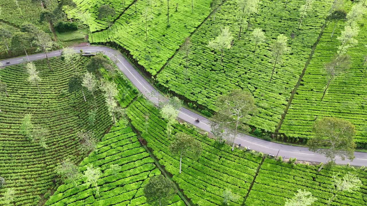Video aereo di campi di tè verde su colline terrazzate, attraversate da una strada tortuosa. La vista cattura l'armonia tra le infrastrutture umane e la natura rigogliosa. Piantagione di tè Bedakah, Indonesia