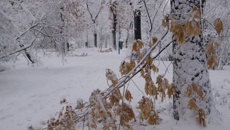 Snow-Falling-At-The-Dry-Branches