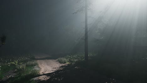 misty spring morning in pine tree forest