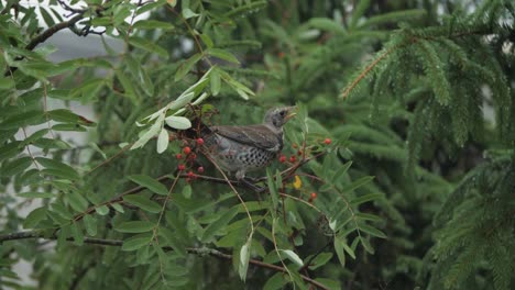 Tordo-Pájaro-Comer-Ashberry-Cámara-Lenta