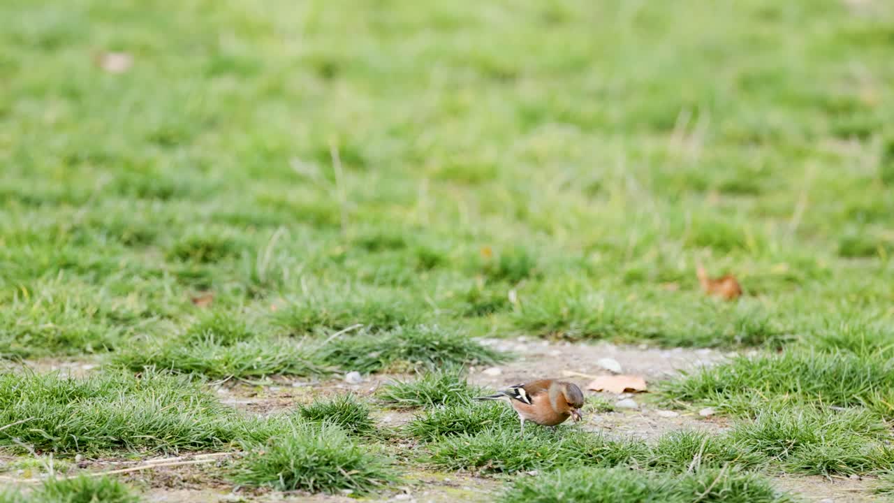 A chaffinch searches for food on grassy terrain at Lake Tekapo, captured in natural daylight with steady camera focus