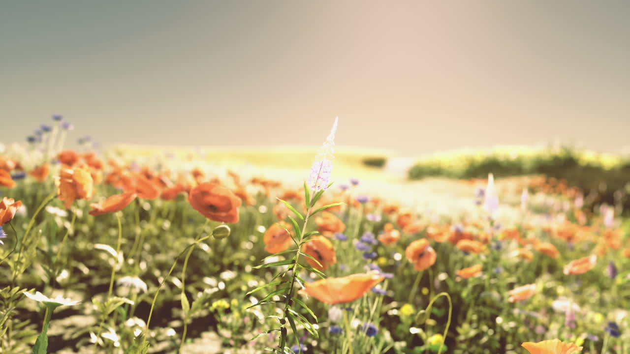 Colorful flowers bloom in a vast field during golden hour in spring