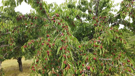 Cerezas-Listas-Para-Cosechar-En-Traverse-City,-Cereza-Capital-De-Michigan,-Estados-Unidos