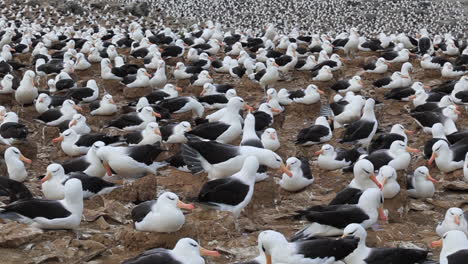 black browed albatross in huge nesting colony on the falkland islands, medium angle