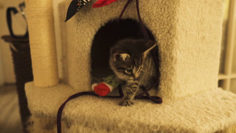 tabby kitten curious and playful in cat tower, medium shot