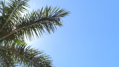 palm tree sun glitter with the sun shining through
