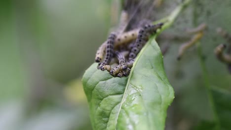 cluster of ermine moth caterpillars, yponomeutidae, feeding on green leaves of a tree