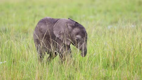 disparo en cámara lenta de un pequeño y lindo elefante bebé caminando por altas praderas de sabana sabana, reserva nacional de maasai mara, kenia, áfrica animales de safari en la reserva de masai mara norte