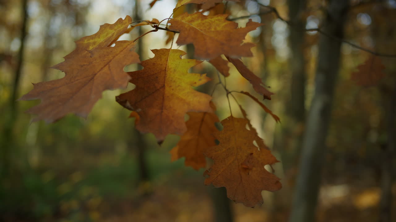 Vibrant reddish yellow color of red oak (Quercus rubra) in the forest during autumn (October), oak leaves in the wind